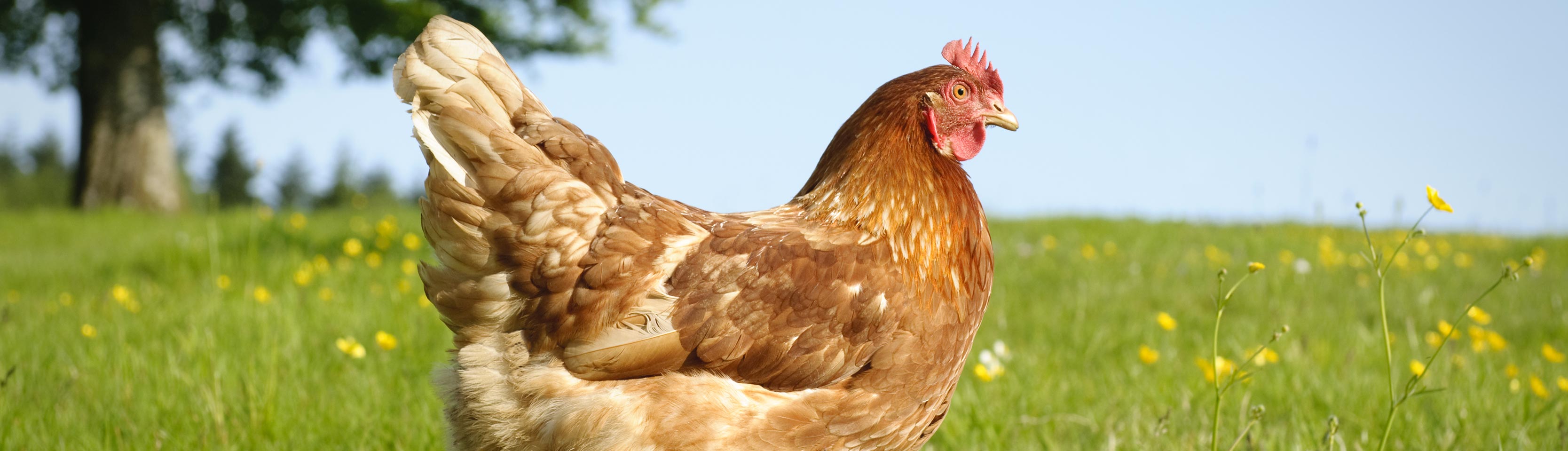 gallina allevamento all'aria aperta